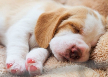 Afinal, os cães sonham com o que?