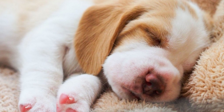 Afinal, os cães sonham com o que?