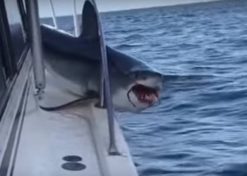 Tubarão salta em barco, se fere e assusta pescadores