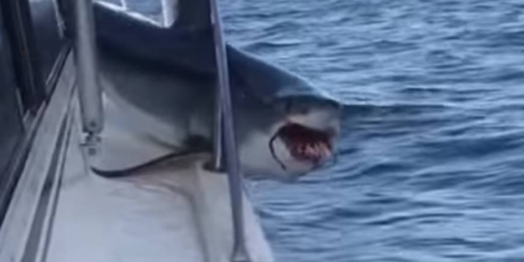 Tubarão salta em barco, se fere e assusta pescadores