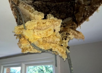 Casal descobre colmeia gigante no sótão da casa