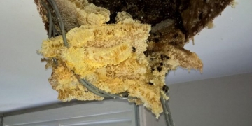 Casal descobre colmeia gigante no sótão da casa