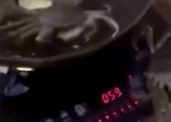 Caranguejo foge da panela para salvar a vida de seus amigos