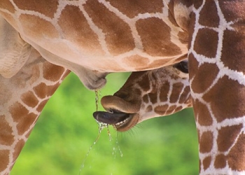 Você conhece a Urinoterapia – prática de beber o próprio xixi?