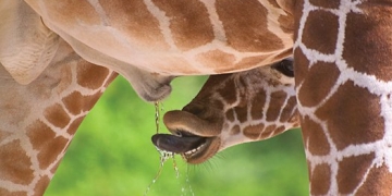 Você conhece a Urinoterapia – prática de beber o próprio xixi?