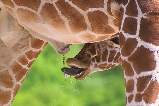 Você conhece a Urinoterapia – prática de beber o próprio xixi?