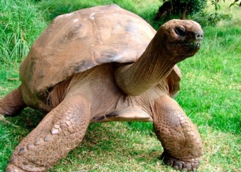 Tartaruga mais velha do mundo é gay