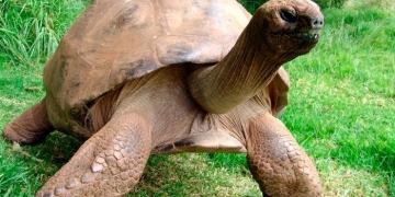 Tartaruga mais velha do mundo é gay