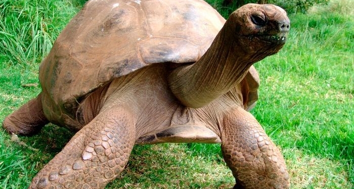 Tartaruga mais velha do mundo é gay