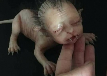 Que criatura bizarra é essa que apareceu na Malásia?