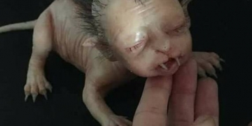 Que criatura bizarra é essa que apareceu na Malásia?