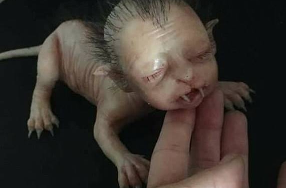 Que criatura bizarra é essa que apareceu na Malásia?