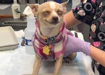 Cachorro come bolo de maconha e vai parar no veterinário