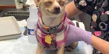 Cachorro come bolo de maconha e vai parar no veterinário