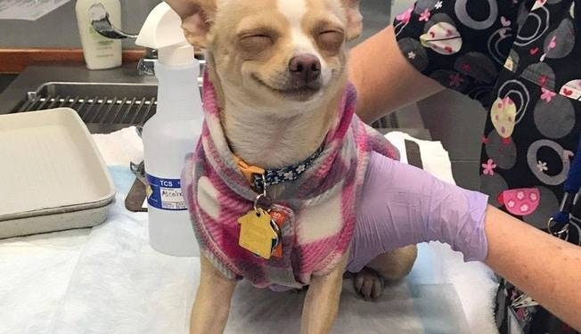 Cachorro come bolo de maconha e vai parar no veterinário