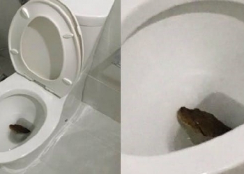 Cobra sai pela privada em casa tailandesa e notícia viraliza na internet