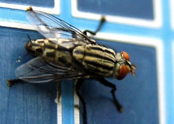 Estudo comprova que moscas podem transmitir mais doenças do que se imaginava