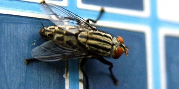 Estudo comprova que moscas podem transmitir mais doenças do que se imaginava