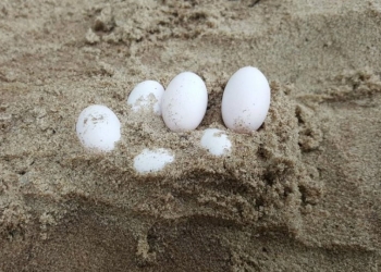 Criança australiana encontra 7 ninhos de cobra no parquinho