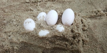 Criança australiana encontra 7 ninhos de cobra no parquinho