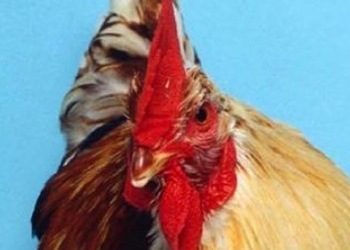 Você sabia que existem galinhas metade macho e metade fêmea?