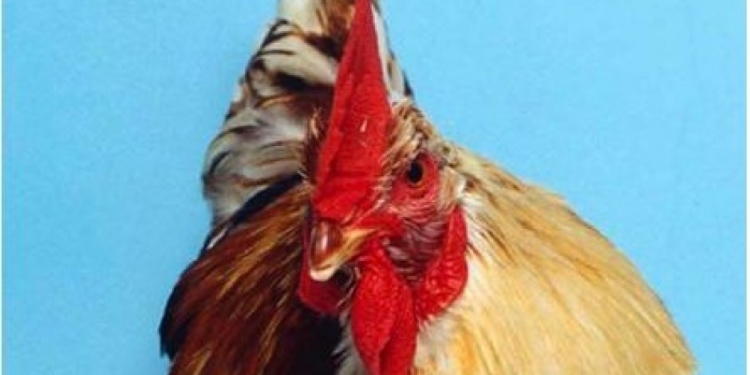 Você sabia que existem galinhas metade macho e metade fêmea?