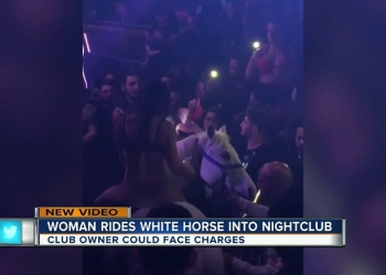 Cavalo em pista de dança chama atenção para casa noturna