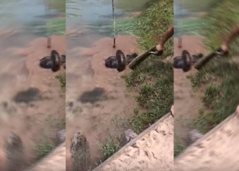 Vídeo: cachorro é salvo de ataque de sucuri no Brasil