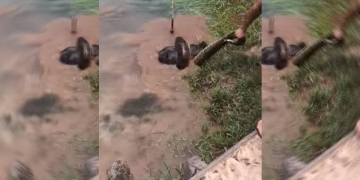 Vídeo: cachorro é salvo de ataque de sucuri no Brasil