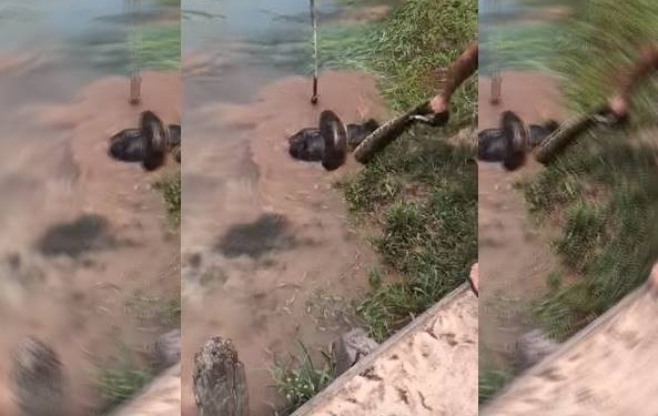 Vídeo: cachorro é salvo de ataque de sucuri no Brasil