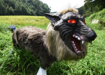 Japão adota lobo-robô contra ataques de cervos e javalis a plantações