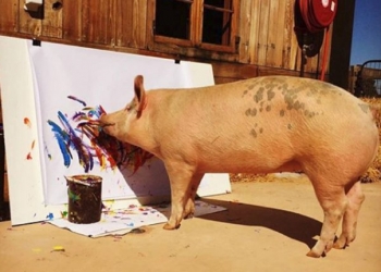 Essa porca é pintora e seus quadros valem até R$ 4 mil