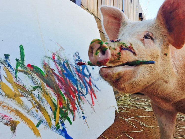 PIC BY JOANNE LEFSON / CATERS NEWS - (PICTURED: Pigcasso the painting pig.) - A pig who was destined to become a pork chop was saved from the slaughter house and has now become an artist. The pig appropriately named Pigcasso is thought to be the worlds only painting pig. She is rarely seen without a paintbrush and spends her most of her time at an easel overlooking the beach in Cape Town. Pigcasso was originally bred to be slaughtered at a pig farm in South Africa but was rescued at just four-weeks old, by her now owner, Joanne Lefson. Upset by the squalid conditions she was kept in, Joanne took pity on the piglet and decided to save her bacon. - SEE CATERS COPY