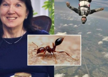 Essa mulher caiu de 4 mil metros e sobreviveu graças a formigas