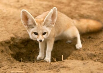 Da pra acreditar? Esses animais vivem no deserto do Saara