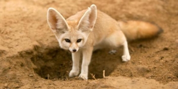 Da pra acreditar? Esses animais vivem no deserto do Saara