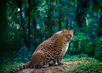 Essas imagens mostram como é a gravidez no mundo animal