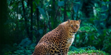 Essas imagens mostram como é a gravidez no mundo animal