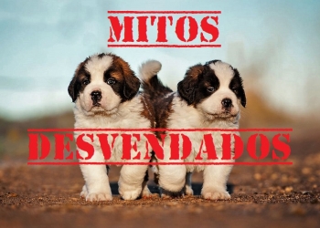 8 Mitos Sobre Cães que Sempre Achamos ser Verdade