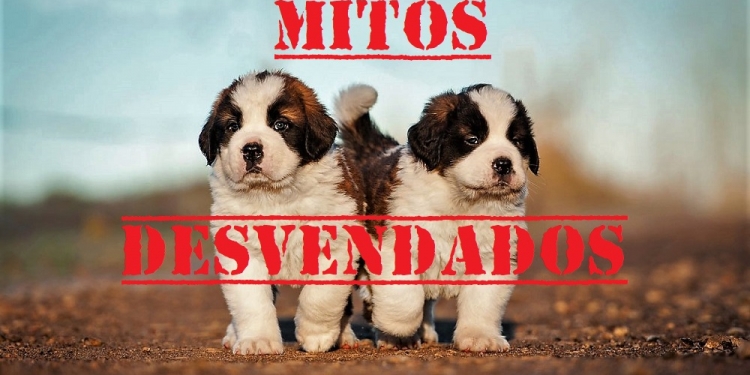 8 Mitos Sobre Cães que Sempre Achamos ser Verdade